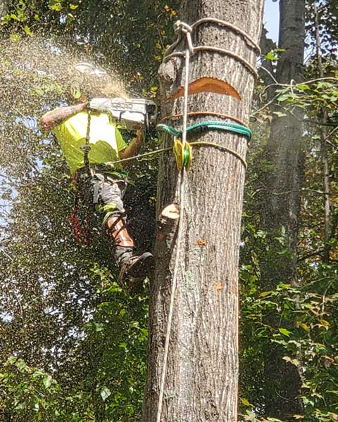 Tree Services